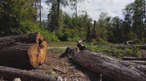Trusted Stonegate, CO Tree Services Experts