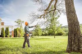 Best Tree Disease Treatment  in Stonegate, CO