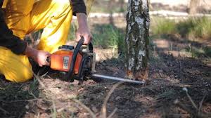 Best Tree and Shrub Care  in Stonegate, CO