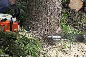 Best Tree Maintenance Programs  in Stonegate, CO