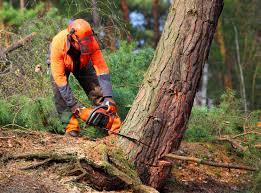 Best Stump Grinding and Removal  in Stonegate, CO