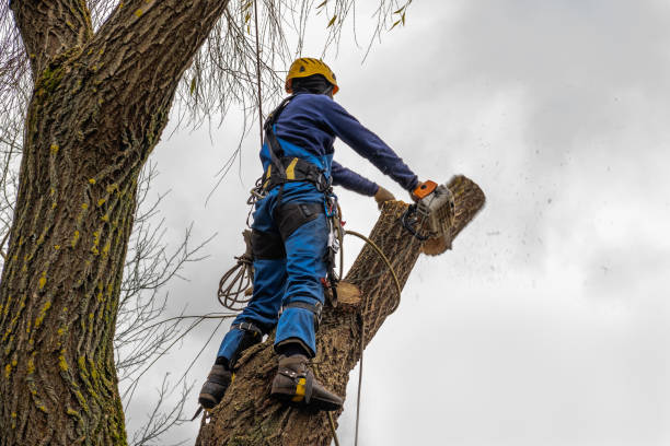  Stonegate, CO Tree Services Pros