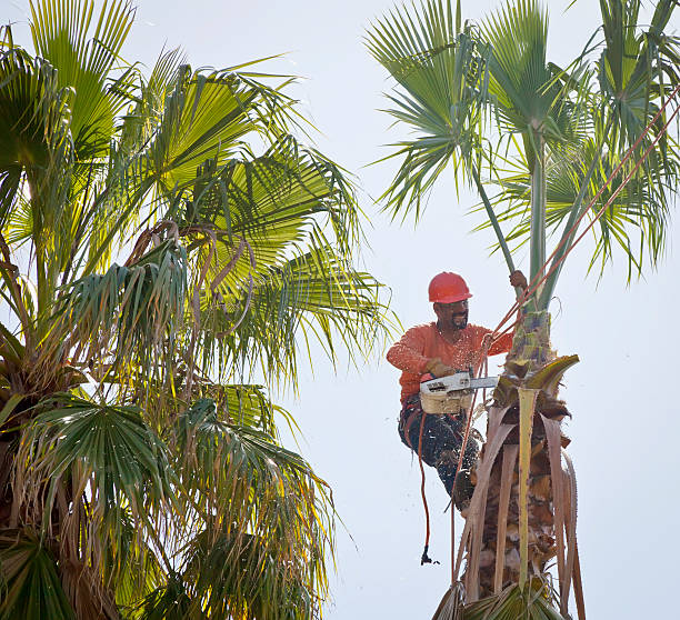 Best Arborist Consultation Services  in Stonegate, CO